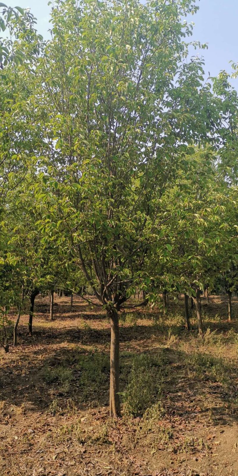 木瓜海棠8~10cm8~10cm6~8cm