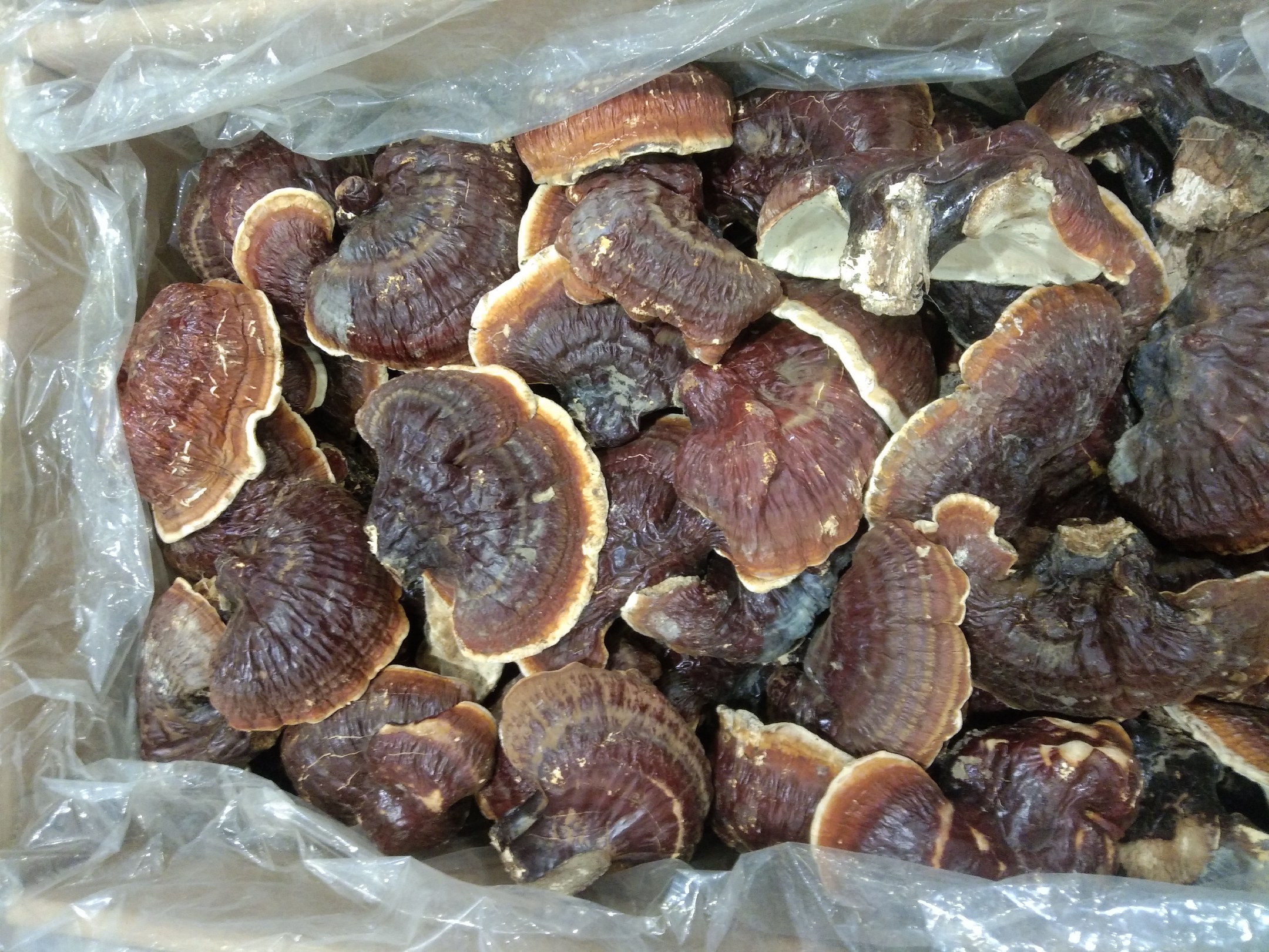灵芝孢子粉装瓶成品展示,包装精美,适合电商与礼品市场 灵芝孢子粉成品展示