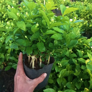 茉莉花盆栽广西横县产地直发，量大从优，欢迎采购下单