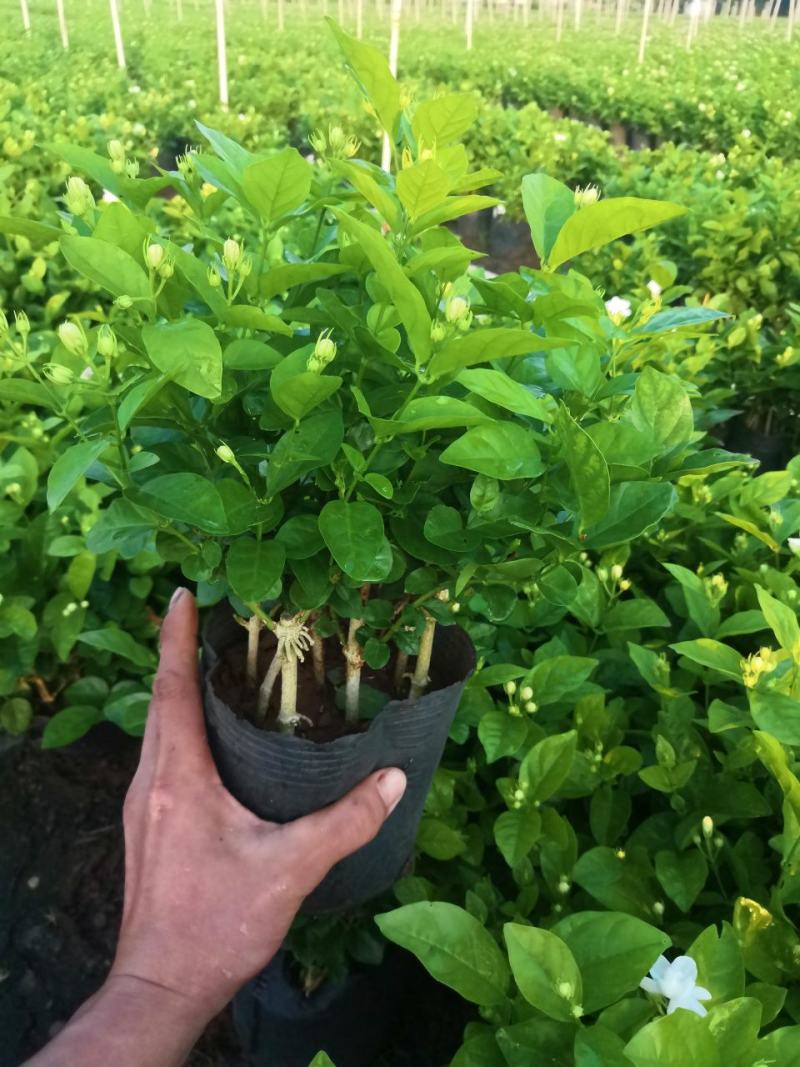 茉莉花盆栽广西横县产地直发，量大从优，欢迎采购下单