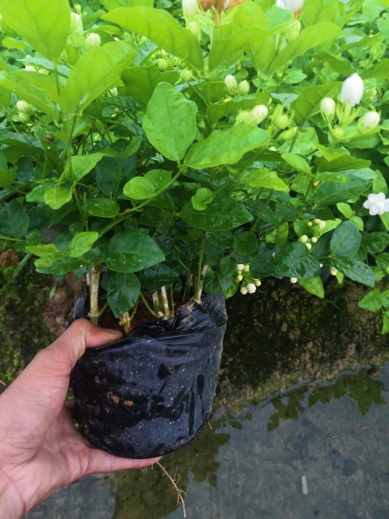 茉莉花盆栽广西横县产地直发，量大从优，欢迎采购下单