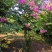红花紫薇2~4cm1.5~2米1~2米
