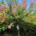 红花紫薇2~4cm1.5~2米1~2米