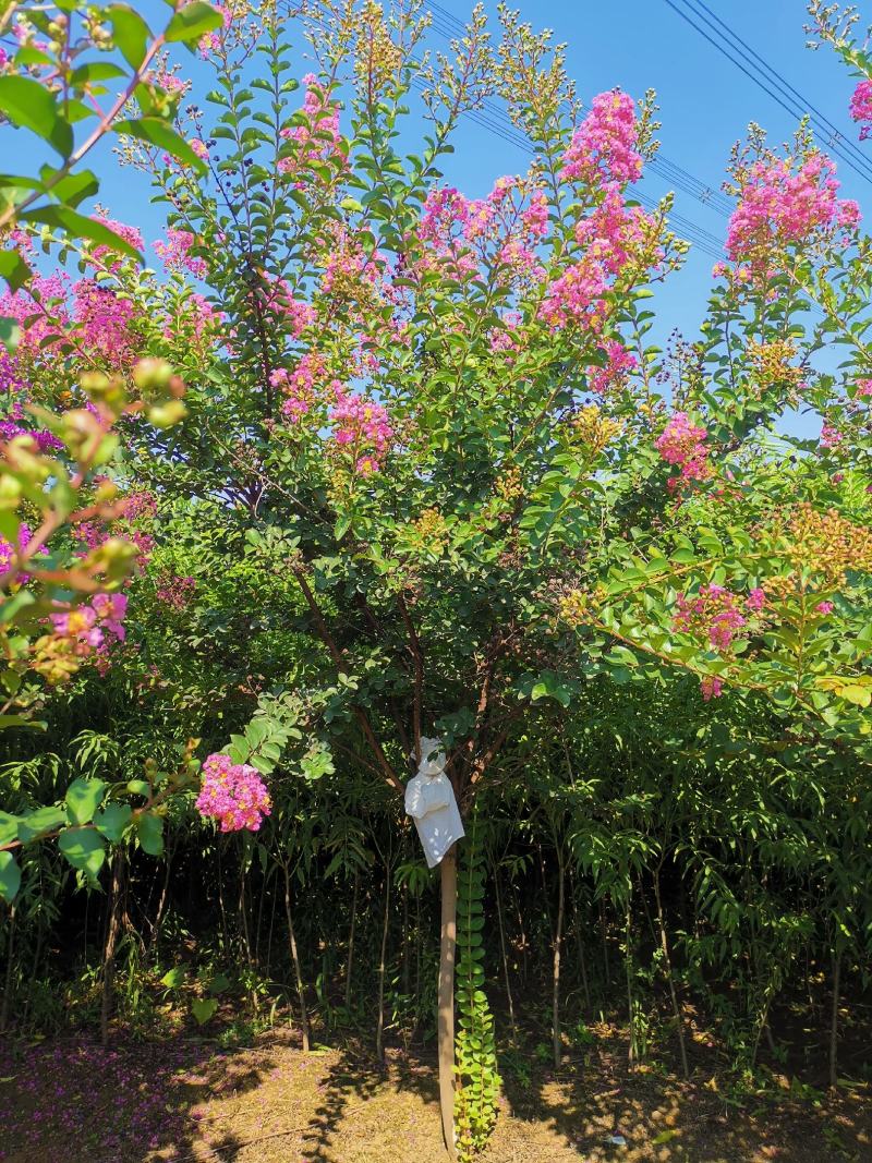 红花紫薇2~4cm1.5~2米1~2米