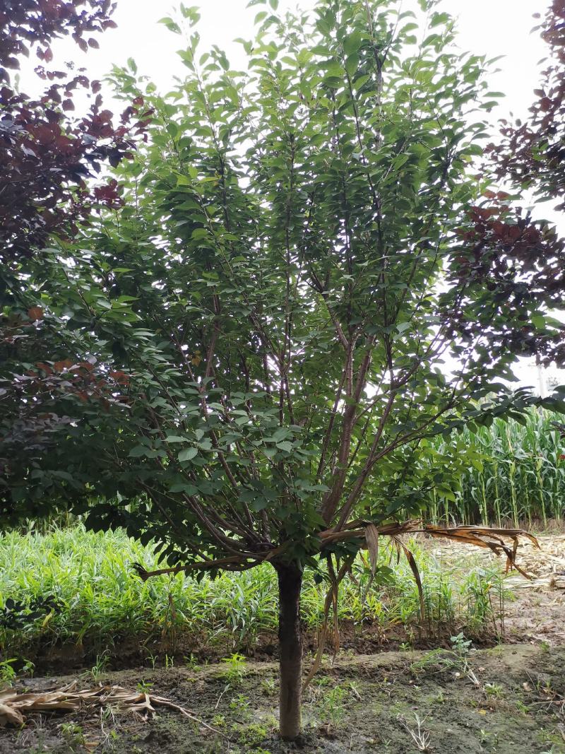 樱花8~10cm，日本晚樱，关山樱基地