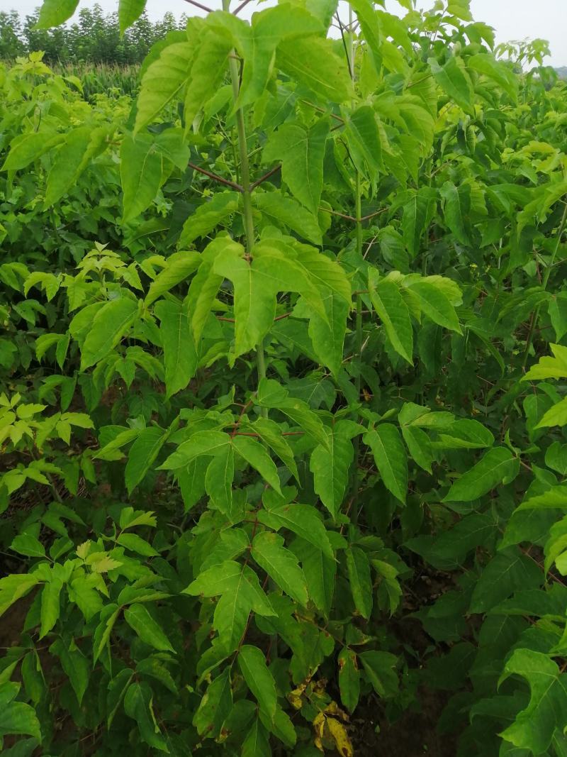 青叶复叶槭苗量大从优价格美丽望新老客户实地考察，