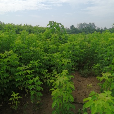 青叶复叶槭苗量大从优价格美丽望新老客户实地考察,