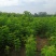 青叶复叶槭苗量大从优价格美丽望新老客户实地考察,