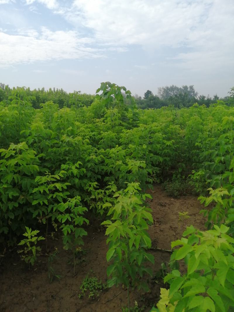 青叶复叶槭苗量大从优价格美丽望新老客户实地考察，