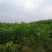 青叶复叶槭苗量大从优价格美丽望新老客户实地考察,