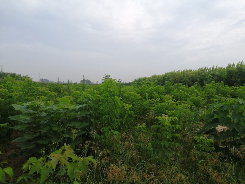 青叶复叶槭苗量大从优价格美丽望新老客户实地考察，