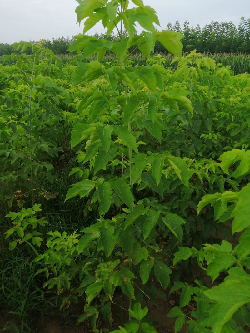 青叶复叶槭苗量大从优价格美丽望新老客户实地考察，