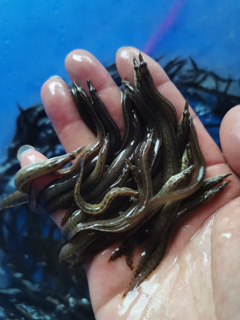 场地直销，优质良种，刺鳅鱼苗，刀鳅苗，欢迎养殖户老板订购