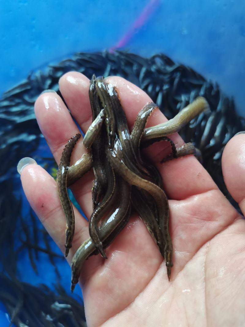 场地直销，优质良种，刺鳅鱼苗，刀鳅苗，欢迎养殖户老板订购