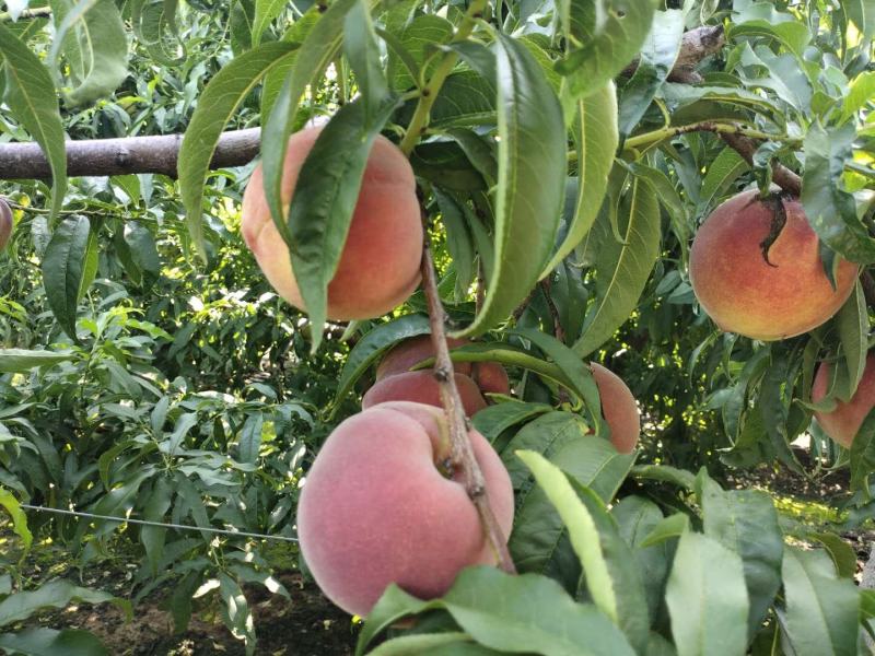 【青州蜜桃】秋彤，离核脆甜硬溶脂4两起步产地直营代发全国
