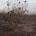 杨树苗1公分当年杨树苗基地种植107杨树苗生长速度快