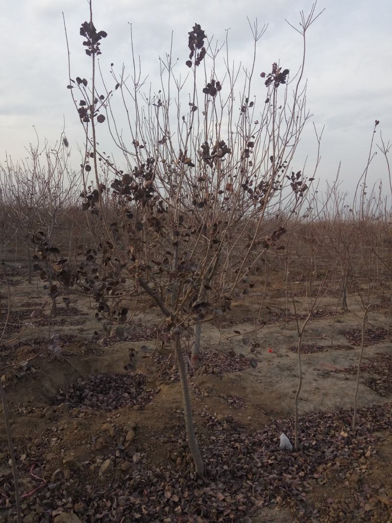 杨树苗1公分当年杨树苗基地种植107杨树苗生长速度快