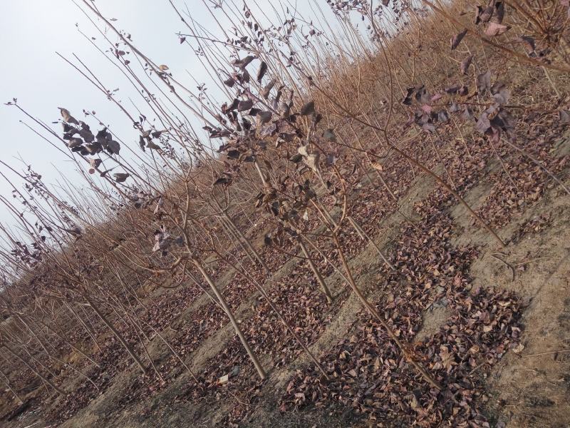 杨树苗1公分当年杨树苗基地种植107杨树苗生长速度快