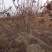 杨树苗1公分当年杨树苗基地种植107杨树苗生长速度快