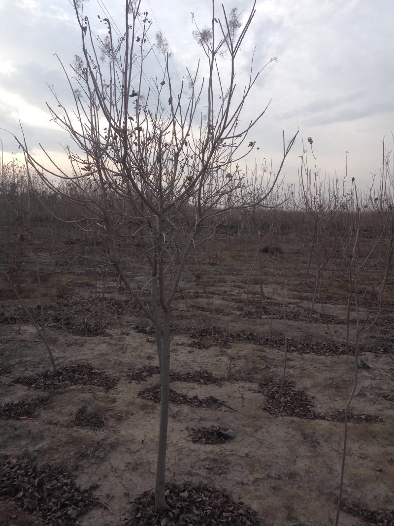 杨树苗1公分当年杨树苗基地种植107杨树苗生长速度快