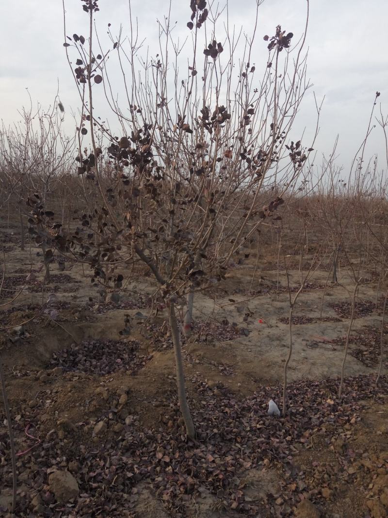 杨树苗1公分当年杨树苗基地种植107杨树苗生长速度快
