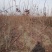 杨树苗1公分当年杨树苗基地种植107杨树苗生长速度快