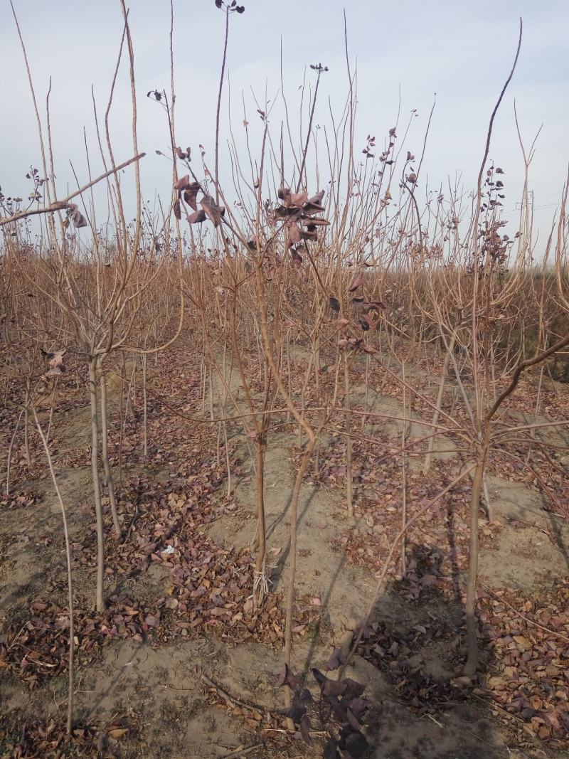 杨树苗1公分当年杨树苗基地种植107杨树苗生长速度快