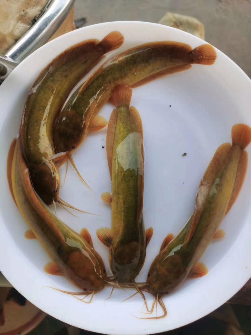 水产、三黄塘鯴魚！！