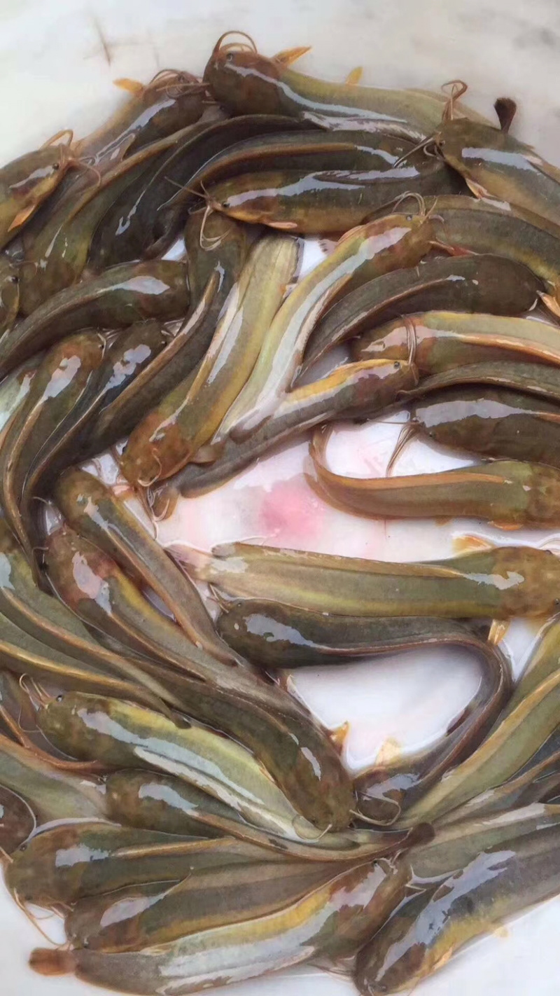 水产、三黄塘鯴魚！！
