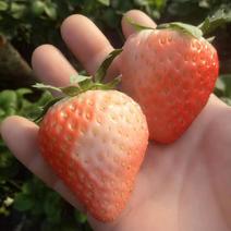 奶香草莓苗草莓苗批发量大多质量保证