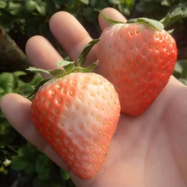 奶香草莓苗草莓苗批发量大优惠多质量保证