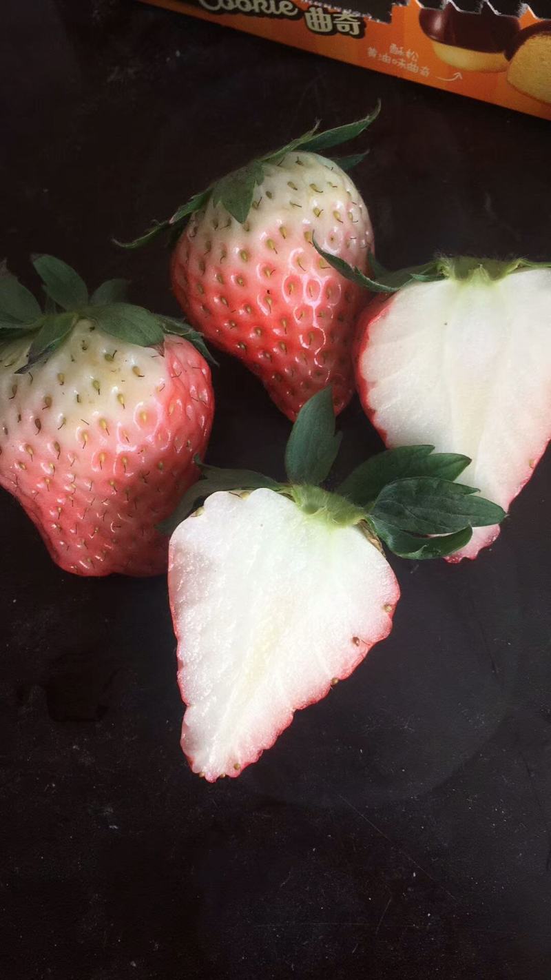 奶香草莓苗草莓苗批发量大优惠多质量保证