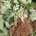 奶香草莓苗草莓苗批发量大优惠多质量保证