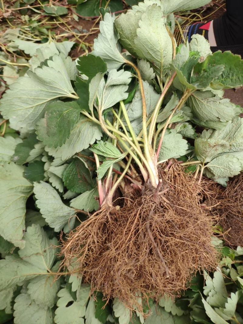 奶香草莓苗草莓苗批发量大优惠多质量保证