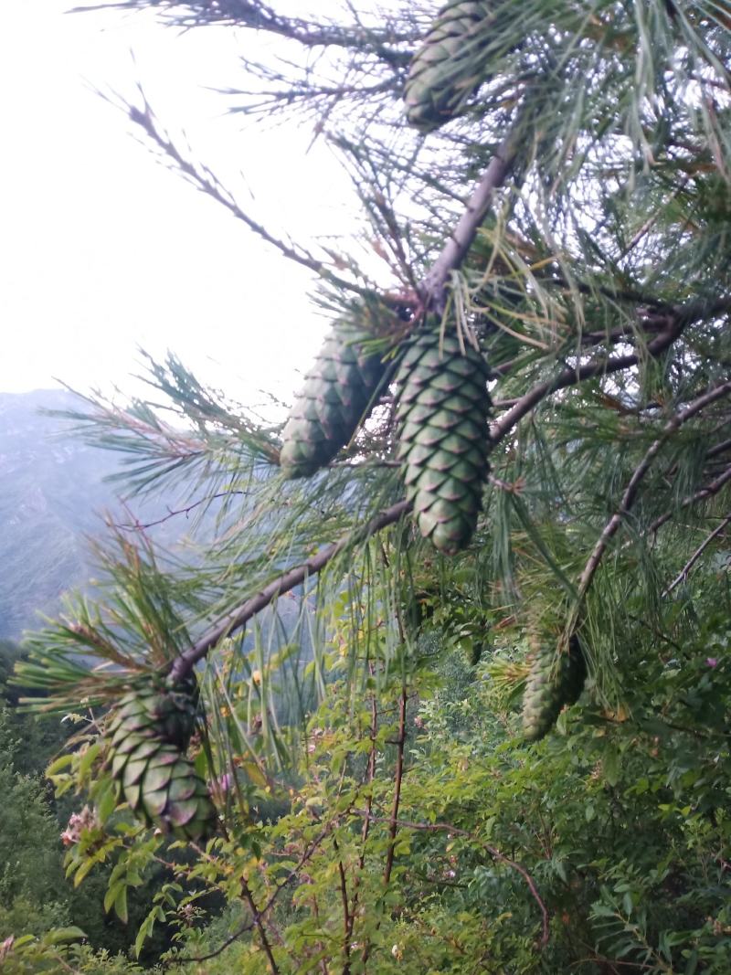 华山松子大量上市，需要的联系我，量大从优