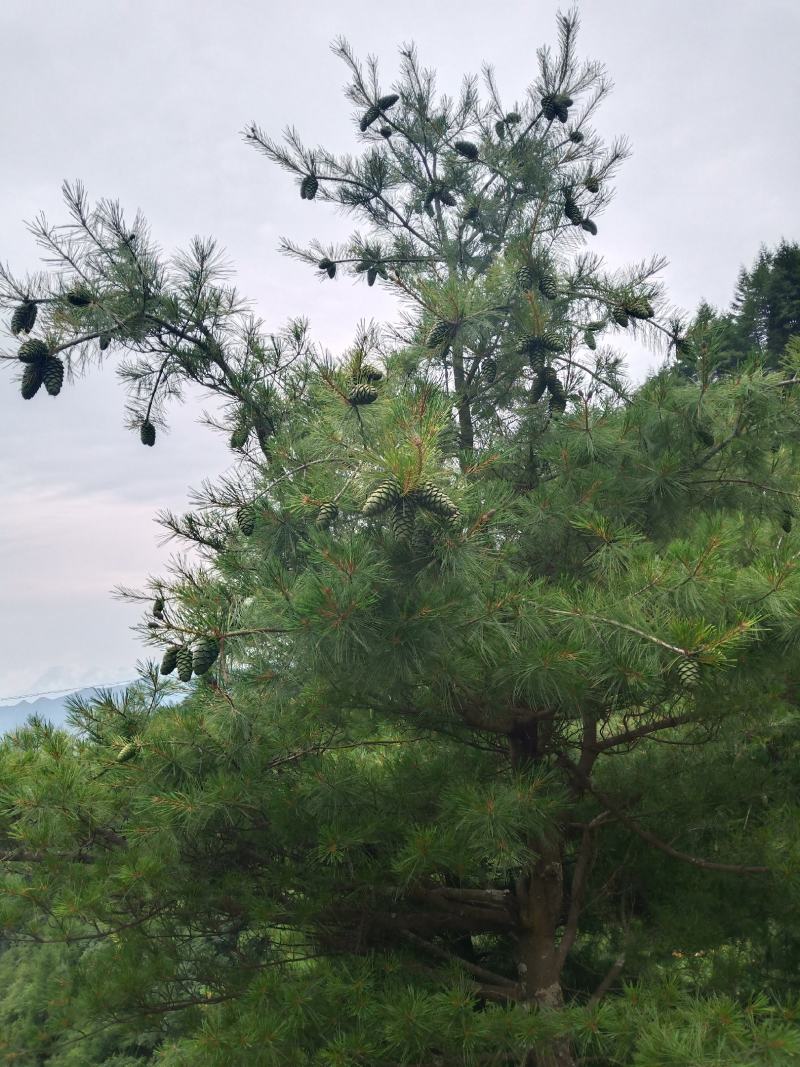 华山松子大量上市，需要的联系我，量大从优