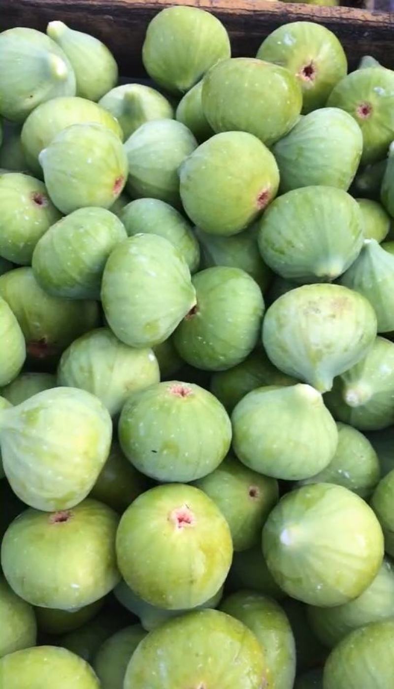威海荣成青皮无花果大量供应工厂果，罐头原料FD原料等