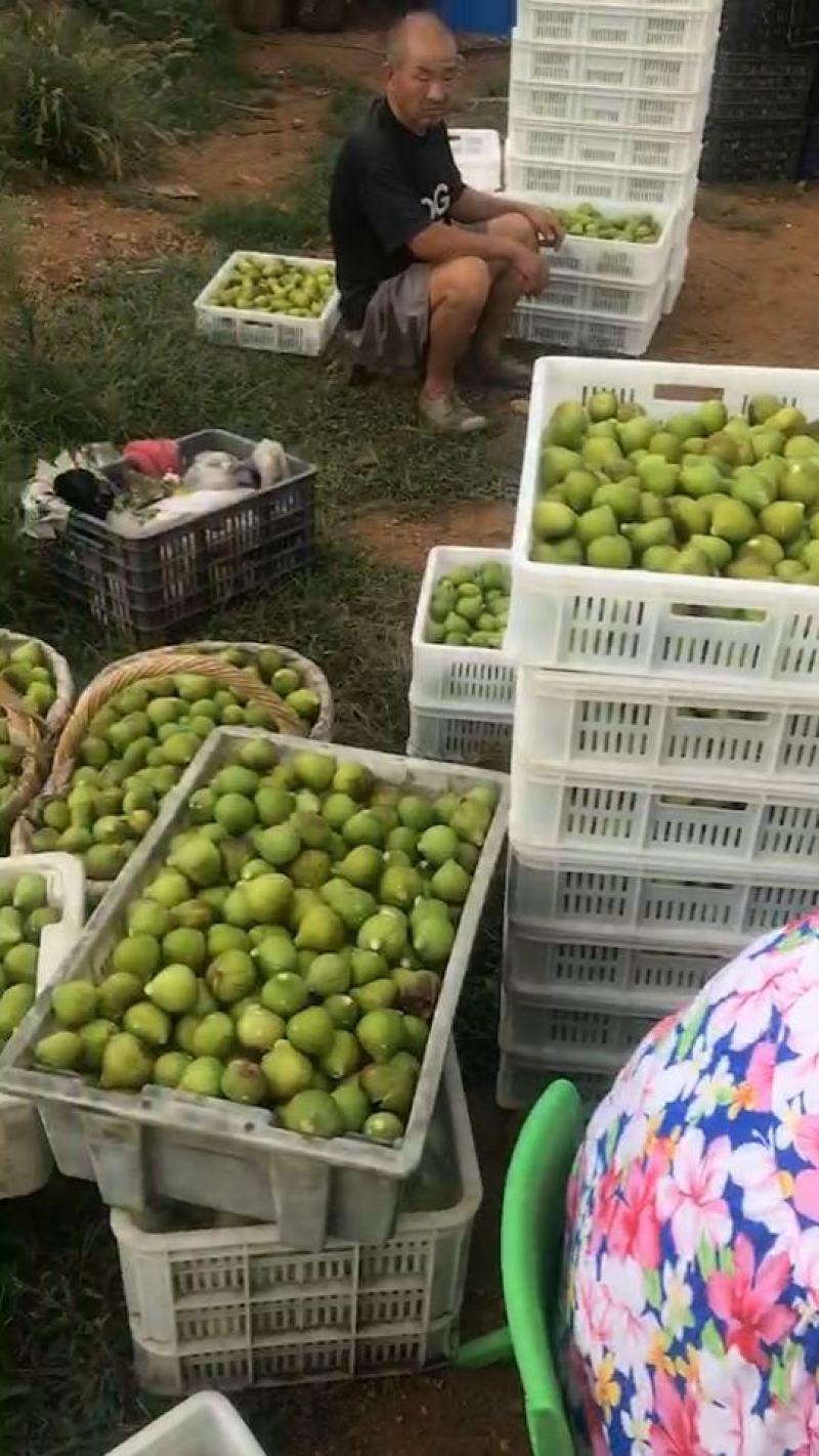 威海荣成青皮无花果大量供应工厂果，罐头原料FD原料等