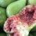威海荣成青皮无花果大量供应工厂果，罐头原料FD原料等