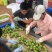 威海荣成青皮无花果大量供应工厂果，罐头原料FD原料等
