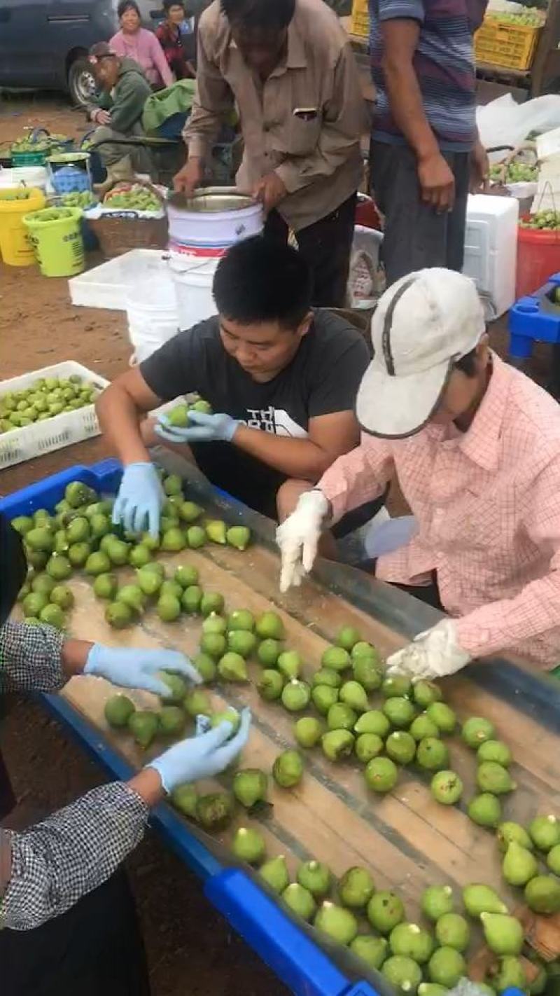 威海荣成青皮无花果大量供应工厂果，罐头原料FD原料等