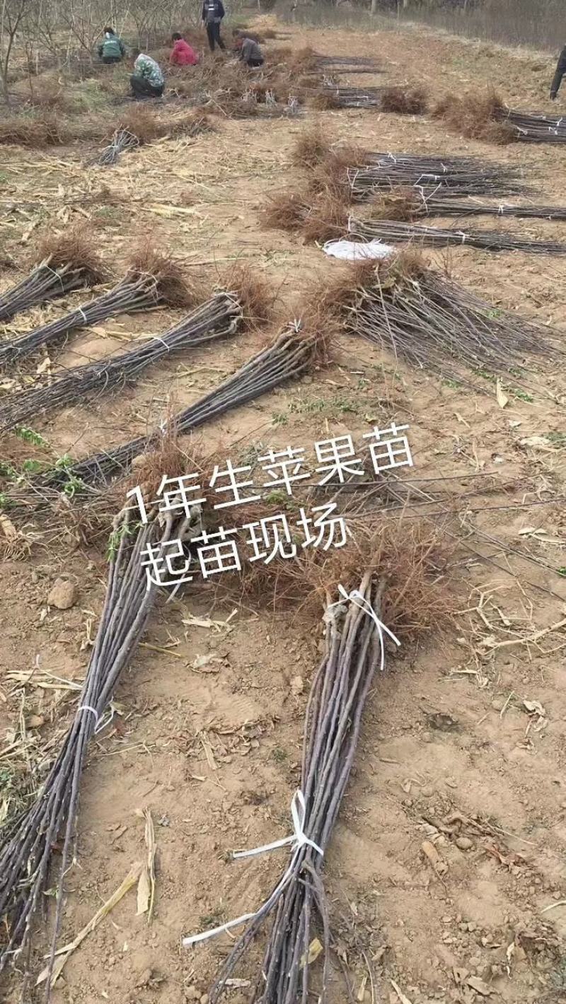 2～18中秋王苹果苗，中秋，国庆双节成熟，短枝大果型