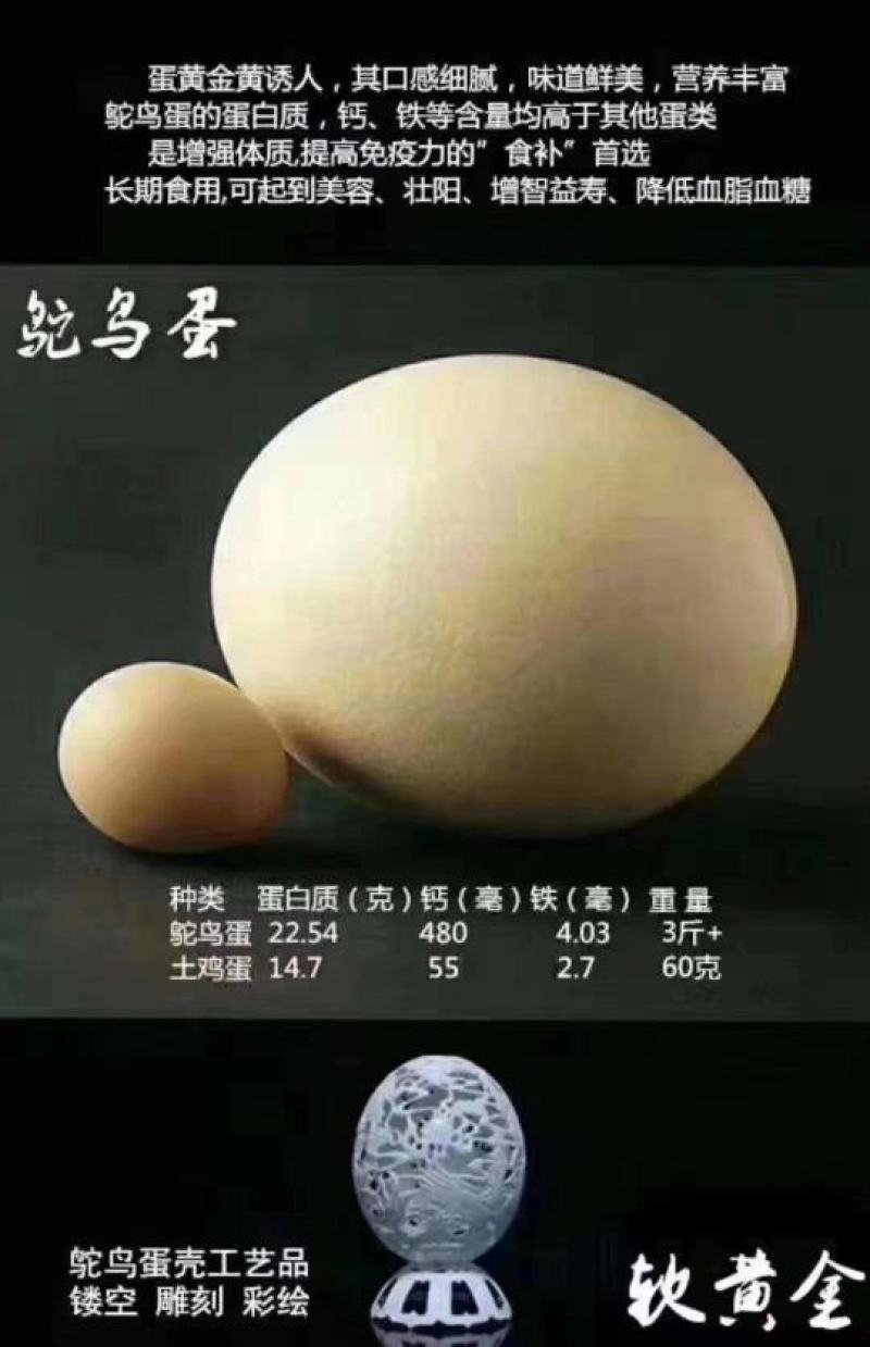 常年供应各种规格非洲鸵鸟，面向全国包邮，包活，包技术