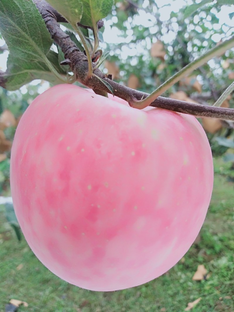 陕西苹果红富士走货中