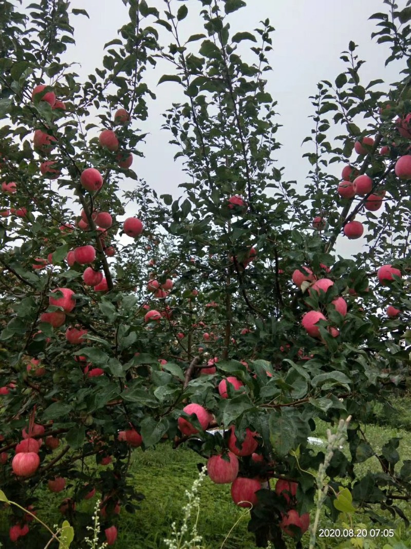 陕西苹果红富士走货中
