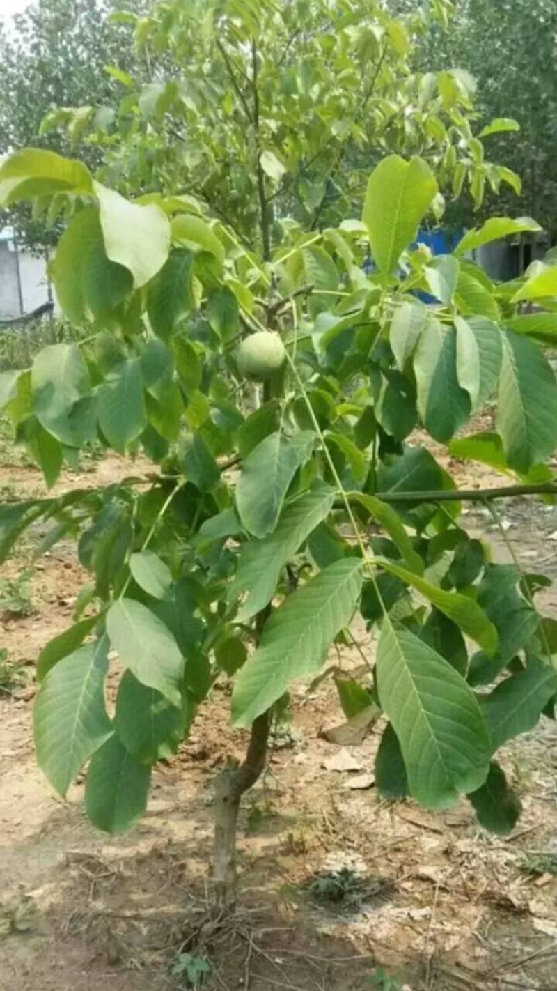 红米核桃苗美国山核桃品种都比不了薄皮的香玲核桃苗好吃