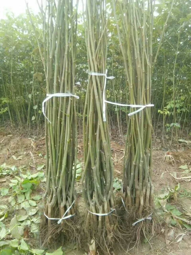 红米核桃苗美国山核桃品种都比不了薄皮的香玲核桃苗好吃