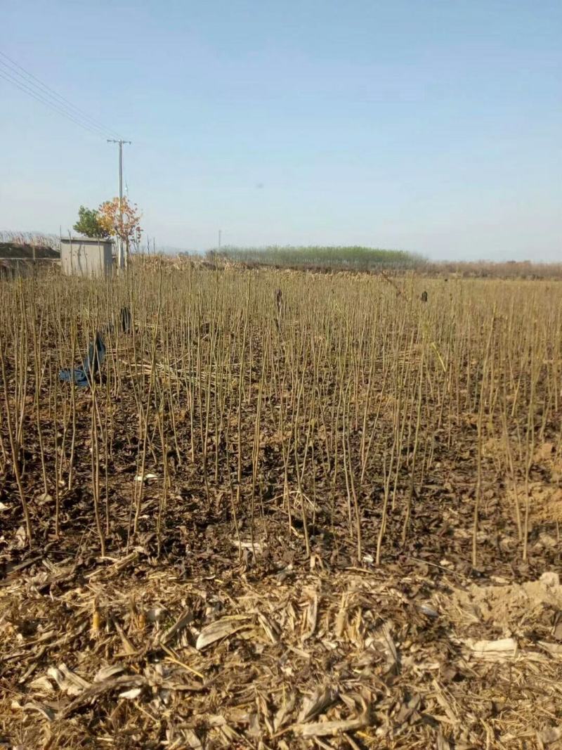 红米核桃苗美国山核桃品种都比不了薄皮的香玲核桃苗好吃