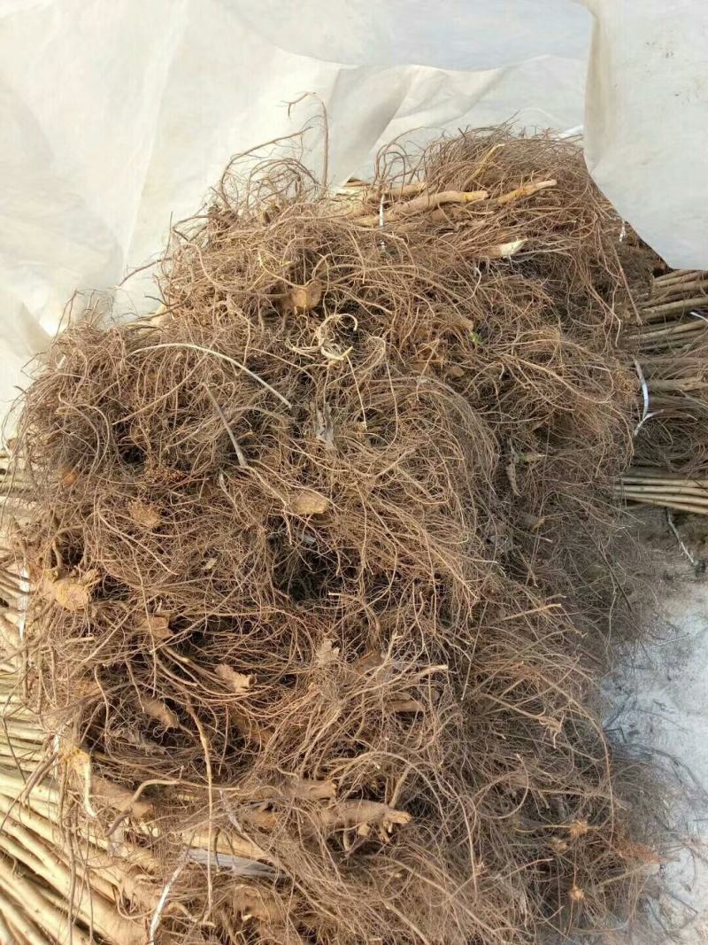 红米核桃苗美国山核桃品种都比不了薄皮的香玲核桃苗好吃