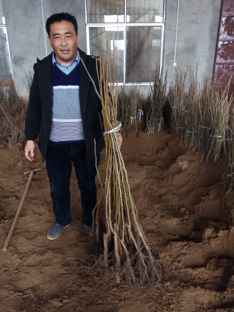 红米核桃苗美国山核桃品种都比不了薄皮的香玲核桃苗好吃